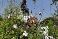 World Cotton Day 2023: History, significance and theme