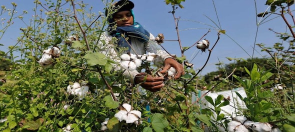 CCI procures close to 3 lakh bales of cotton since the beginning of October