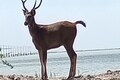Animal lovers can now watch sambar deer swim in the sea at these places in Gujarat