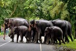 World Elephant Day: 6 places in India you can spot the jumbo in its natural habitat