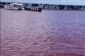 Sea in Japan turns red after beer brewery leak
