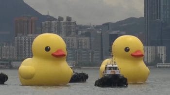 Two giant rubber ducks debut in Hong Kong in bid to drive double  happiness