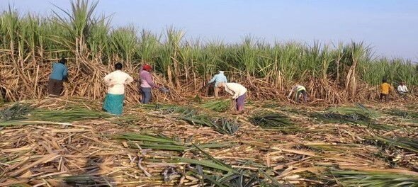 India to cap sugar exports until first half of next season amid El Nino concerns: Report
