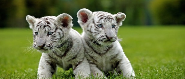 Three white tiger cubs born in Chhattisgarh's Maitri Bagh Zoo