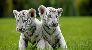 White tiger count at Alipore zoo in Kolkata rises to four: Check 10 best zoos to visit in India