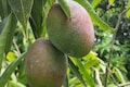 Farmers grow world's most expensive mango Miyazaki in Bihar's Nalanda