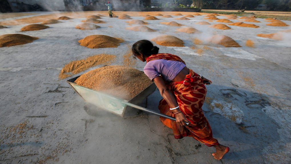 Indian Rice Bad How India’s rice export ban could trigger a global crisis