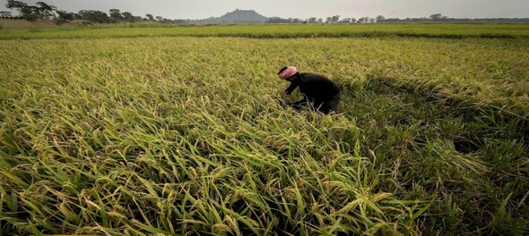 Cabinet hikes minimum support price for rabi crops, highest for lentil at Rs 425 per quintal
