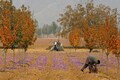 Visit Pampore in Kashmir to soak in its stunning saffron fields