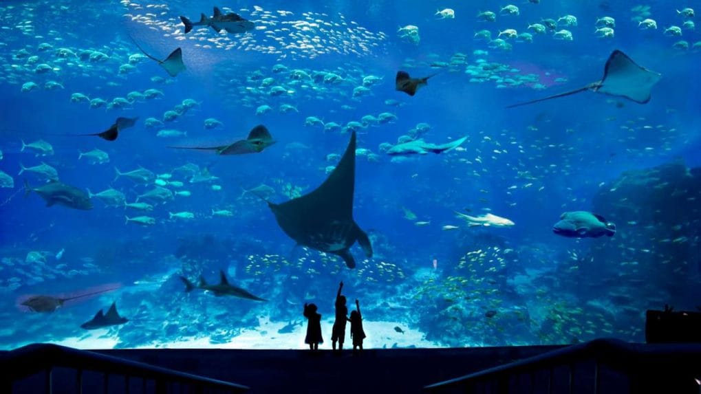 Singapore SEA Aquarium at Resorts World Sentosa