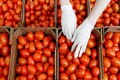 Tomato prices in Karnataka decline sharply to Rs 20 per kg