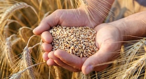 Centre relaxes wheat procurement norms in Rajasthan, Madhya Pradesh to avoid distress sale by farmers