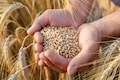 Piyush Goyal says no proposal to lift export curbs on wheat, rice, sugar as of now