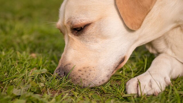 Studies show scent dogs more sensitive to detecting COVID-19 than ...
