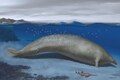 Ancient extinct whale may have been heaviest animal that ever lived, fossil found in Peru indicates