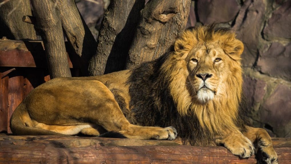 World Lion Day These are the best places to see Lions in India