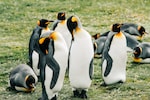 Antarctica Melting | 4 of 5 emperor penguin colonies saw no chicks survive last year: Report