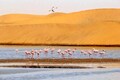 Namib Naukluft Park: A realm of towering sand dunes and ecological marvels
