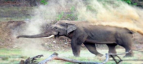 Watch | Wild Elephant creates chaos at Haridwar court premises