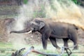 Watch | Wild Elephant creates chaos at Haridwar court premises