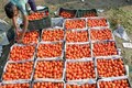 Indian govt will now buy tomatoes directly from farmers