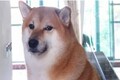 Cheems Balltze, the viral 'doge meme' dog, dies after battling cancer