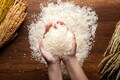 Government to sell FCI rice to be marketed under Bharat brand, pricing undecided