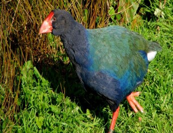 What Is Takahe, The Extinct Prehistoric Bird That Came Back