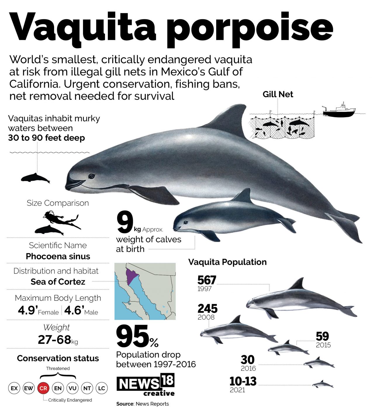 Last Hope For Vaquita Porpoise IWC Issues Extinction Alert For Last Hope For Vaquita Porpoise IWC Issues Extinction Alert For