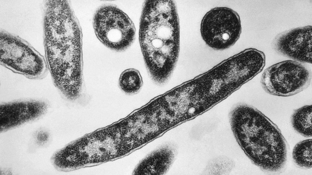 CDC Warns Of Deadly Flesh-eating Bacteria Spreading Along US Coastlines