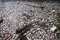 Jharkhand state government orders probe after 8000 fishes mysteriously found dead in Getalsud dam