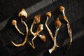 Single dose of magic mushroom psychedelic can ease major depression: Study