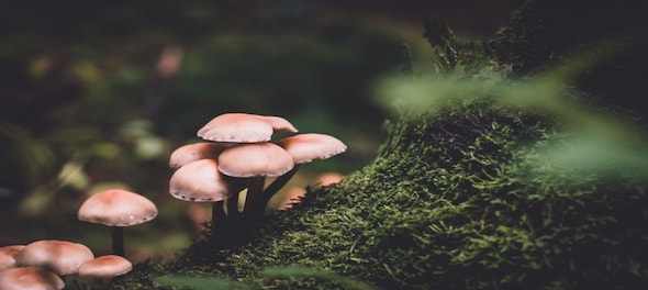 Engineering Graduate successfully grows and sells mushrooms in Rameshwaram