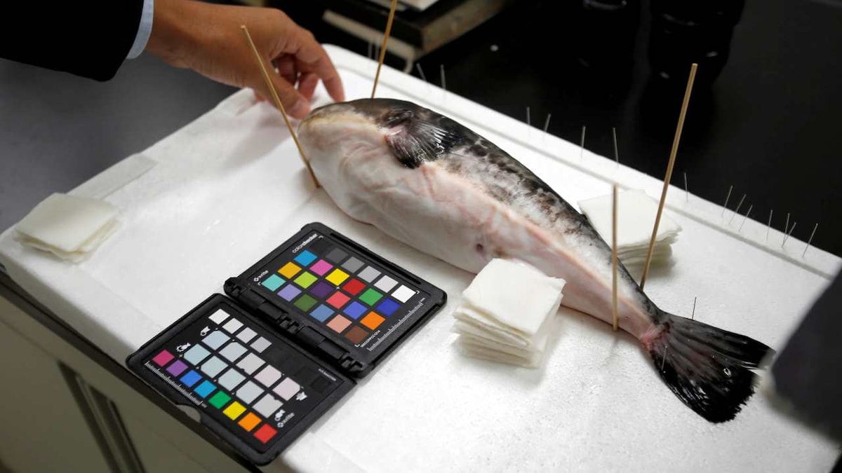 Capitane Fish Captain Fresh secures $25 million in ongoing funding round to fuel ...