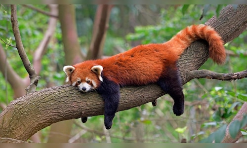 International Red Panda Day 2023: All you need to know about endangered ...