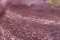 Watch | Portugal villagers left shocked after river of red wine flows on streets