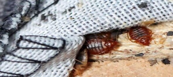 Bedbugs 1019x573 ?impolicy=website&width=590&height=264