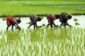 Budget 2024: Maharashtra farmers seek crop damage compensation and policy reassessment from government