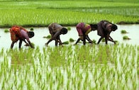 Farmers in Maharashtra, Rajasthan, and Gujarat face distress as unseasonal rains hit crop production