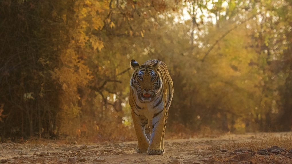 Bandhavgarh with Samode Safari — a breathtaking journey from