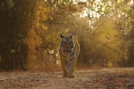 Bandhavgarh with Samode Safari — a breathtaking journey from jungle rhythms to tribal traditions