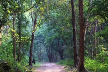 Bandhavgarh with Samode Safari — a breathtaking journey from jungle rhythms to tribal traditions