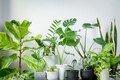Delhi air quality hits 'severe' level: Top 8 indoor plants to help you breathe better