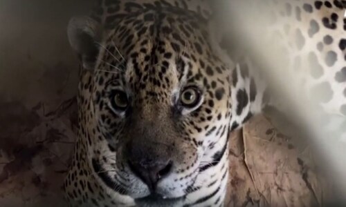 International Jaguar Day: History, significance and threats faced by big cats