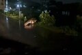 Watch | Giant crocodile spotted crossing street in flood-battered Chennai