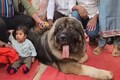 Meet the dog worth more than 10 villas and range rovers in India