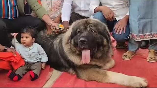 Meet the dog worth more than 10 villas and range rovers in India - CNBC ...