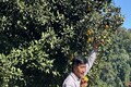 Journey of Arunachal’s oranges: India’s citrus gem conquers Dubai’s bustling markets