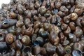 Assamese recipe alert: Snails with black dal
