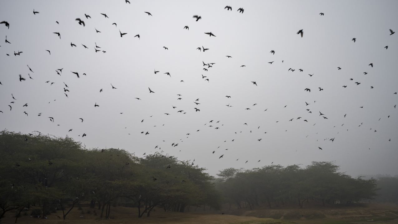 Weather Update: IMD Predicts Respite From Intese Cold As North India Reels  Under Bone-Chilling Winter